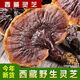 濱隴堂正宗西藏金邊赤靈芝片正品野生金邊靈芝整枝特產(chǎn)泡酒泡水可切片 西藏野生金邊靈芝(整枝) 100克