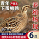 鵪鶉活苗黃羽產(chǎn)蛋鵪鶉活體天天下蛋陽臺可飼養(yǎng)寵物青年鵪鶉雞活體 6只母【到家可下蛋】