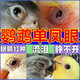 一滴靈鸚鵡單眼傷風(fēng)藥滴眼康牡丹信賽鴿子虎皮玄風(fēng)鳥(niǎo)流淚腫脹特效 一瓶【鳥(niǎo)禽滴眼液】