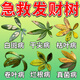 發(fā)財(cái)樹葉斑病專用藥葉子發(fā)黃掉葉爛根白斑發(fā)財(cái)樹專用營養(yǎng)液肥料 發(fā)財(cái)樹葉斑病專用藥【一瓶裝】