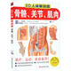 3D人體解剖圖 骨骼 關(guān)節 肌肉 圖書(shū)