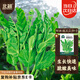北蔬 豌豆尖種子種苗秋四季芽苗菜蔬菜種籽 北蔬鮮嫩豌豆尖種子200g