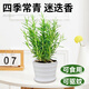 瑯闕迷迭香小盆栽可食用驅(qū)蚊辦公室桌面綠植室內(nèi)好養(yǎng)花卉盆栽源頭直發(fā)