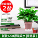 恰意綠蘿盆栽室內植物花卉綠植水培長(cháng)藤垂吊大葉綠籮新房家用凈化空氣 120#原裝自吸水2盆+5包肥【普惠裝】