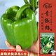 壽禾 甜椒種子苗燈籠椒彩椒不辣菜種籽 濰豐賽爾威2號綠甜椒種子60粒