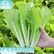壽禾油菜種子矮腳上海青梗菜蔬菜小白菜快菜秋季壽光蔬種籽四季青菜 快菜火速388小白菜種子30g