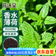 花沃里香水薄荷種子500粒/包花卉種子四季花種家庭盆栽土陽臺庭院種