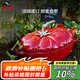 琺寶（staub）法國(guó)進(jìn)口琺瑯平底無涂層鑄鐵雙耳燉鍋25cm番茄鍋櫻桃紅 40511-774