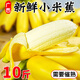 三萌果蔬廣西小米蕉香蕉  當(dāng)季新鮮粉芭蕉整箱現(xiàn)摘青蕉發(fā)貨收到需要催熟 凈重5斤精品裝【軟糯香甜】