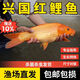 彌翠園興國紅鯉魚苗淡水養(yǎng)殖食用耐活冷水活體鯉魚苗觀賞魚大紅錦鯉魚苗 紅鯉魚3-5厘米50條送10%防損