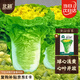 北蔬 白菜種子苗秋季雞蛋黃色娃娃菜山東蔬菜種籽 黃心白菜種子4500粒
