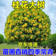 毓耘桂花樹苗原生高桿桂花樹庭院景觀耐寒濃香四季常青園林綠化 四季桂 原生苗【2公分粗】