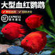 CRAZY PLANT血紅鸚鵡魚(yú)觀(guān)賞魚(yú)耐活好養自來(lái)水發(fā)財魚(yú)熱帶淡水魚(yú)元寶魚(yú)苗風(fēng)水魚(yú) 【大型純血】10-12CM紅鸚鵡3條
