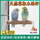 MDUG鸚鵡站桿花椒木站桿鸚鵡玩具虎皮玄鳳牡丹磨嘴磨爪棒神器鳥籠配件 15cm花椒木【一根裝】