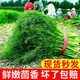 順豐包郵茴香菜新鮮茴香苗現(xiàn)摘頭茬葷香嫩葉回香小茴香餃子餡蔬菜 茴香帶根2斤