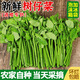 樹仔菜新鮮潮汕菜五指山野菜當(dāng)季天綠涼拌菜酒樓食材特色蔬菜 1斤 順豐