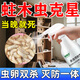 蛀蟲(chóng)藥殺蟲(chóng)劑實(shí)木頭家具地板專(zhuān)用消滅除清防治白蟻潮蟲(chóng)竹粉蠹蛀蟲(chóng) 一瓶 蛀蟲(chóng)消殺【當晚滅絕】