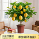 開(kāi)時(shí)果 香水檸檬樹(shù)苗盆栽結(jié)果可食用 室內(nèi)客廳南北方種植物源頭直發(fā)包郵 【約30-40cm】精品檸檬樹(shù)+原生發(fā)貨 基地直發(fā)&果期帶果
