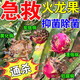 火龍果專(zhuān)用藥殺菌劑病全清微生物菌劑肥料潰瘍病炭疽軟腐莖腐防治 1瓶【抑菌防病】