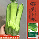 壽禾沙窩水果蘿卜種子苗秋季青羅卜菜種籽  正宗沙窩蘿卜種子15g/袋*6