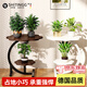 詩(shī)亭閣德國品質(zhì)花架落地式2025新款陽(yáng)臺花架子客廳高顏值鐵藝多層實(shí)用架 花朵款【雙層象牙白色】白架