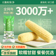 天勤粒粒凈白糯玉米8*260g 糯玉米 玉米真空包裝 早餐代餐非東北玉米