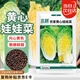 北蔬 黃心娃娃菜種子四季小白菜秋冬季蔬菜種子 農(nóng)家黃心娃娃菜種子5g