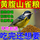 黃腹山雀鳥(niǎo)食繡眼貝子蟲(chóng)干飼料提性高歌壯膘靚羽增色混合營(yíng)養鳥(niǎo)糧 500g 1袋 【營(yíng)養均衡】