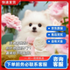 嘉瑰純種博美幼犬幼犬博美小狗活物茶杯犬小型犬可愛(ài)寵物狗活幼體 血統級 公
