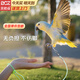 貝初眾鸚鵡牽引繩放飛繩鸚鵡腳鏈腳環(huán)不傷腳外出遛鳥(niǎo)繩玄鳳鸚鵡鳥(niǎo)類(lèi)用品 6號+2米繩【八哥玄風(fēng)小太陽(yáng)等】 【高品質(zhì)】無(wú)負擔/不傷腳