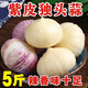 2025紫皮獨頭蒜大蒜頭新鮮獨蒜頭珍珠蒜農家現挖紅皮非干蒜 5斤 大果【3cm-3.5cm】