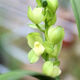 桐汝壁蘭花苗原盆原土室內(nèi)花卉綠植盆栽帶花苞名貴蕙蘭濃香國蘭四 洛陽素荷3-4苗(帶花芽)帶培育盆