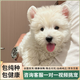 純種西高地幼犬血統(tǒng)級家養(yǎng)小型犬白色軟毛西高地白梗犬網(wǎng)紅寵物狗 寵物級 西高地【精品軟毛】 公