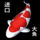 日本進(jìn)口純種高端精品大型錦鯉觀(guān)賞魚(yú)活體魚(yú)紅白大正昭和白寫(xiě)丹頂 25cm左右純進(jìn)口1條（視頻選魚(yú)）