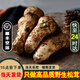 土地母親計(jì)劃 雅江松茸菌未開傘新鮮松茸鮮菌菇冷鏈空運(yùn)現(xiàn)貨快至24H達(dá)團(tuán)購送禮 出口級未開傘 5-5.8cm 凈重500g