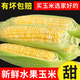 牛愛田 云南新鮮水果甜玉米頭茬現(xiàn)摘金銀玉米新鮮玉米現(xiàn)摘帶皮發(fā)貨 帶箱9-10斤 家庭分享裝凈8.5+ 自有農(nóng)場