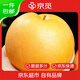 京覓碭山圓黃梨 凈重7斤 7-9枚 單果300g+ 新鮮雪梨禮盒 源頭直發(fā)包郵