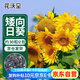 花沃里盆栽矮向日葵種子 花卉種子家庭盆栽向日葵陽(yáng)臺(tái)花壇約30粒*2包