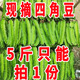海南特產(chǎn)四角豆四棱豆新鮮龍角豆皇帝豆蔬菜脆時(shí)令當季整箱包郵 2斤四棱豆【不嫩包賠】