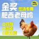 蛋鮮森安徽特產(chǎn)散養(yǎng)金獎肥西老母雞2斤/只 整雞凈膛含黃油蛋花雞胗煲湯 散養(yǎng)肥西老母雞2斤/只
