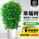 靜黛軒幸福樹(shù)客廳綠植高級(jí)感盆栽大型植物除甲醛室內(nèi)好養(yǎng)高端大氣上檔次 幸福樹(shù)-60-80cm高（白色圓柱盆）