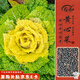 壽禾黃心烏種子苗秋季黃心油菜烏塌菜蔬菜籽 雪玲瓏黃心烏種子20g*2包