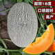 春枝韻哈密瓜種大全哈蜜瓜南方四季高產(chǎn)抗病香瓜甜瓜種籽種子橘紅肉 泰蜜25號大田專(zhuān)用100粒
