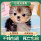 約克夏幼犬純種寵物狗狗 寵物級(jí) 公