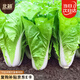 北蔬奶油快菜種子苗秋季小白菜蔬菜種籽 卓脆速生奶油快菜種子約500粒
