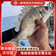 潮海堂海鯛魚黃翅魚鮮活兩去冷凍黃腳立海鮮海魚水產(chǎn)400g/袋聚餐送禮 一袋黃翅魚【350-400g/袋】2-3條