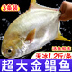 尚致金鯧魚特大鯧魚鮮活新鮮冷凍平魚金昌魚扁魚冰鮮海魚鏡魚深海魚 【3條】金鯧魚500-600g/條