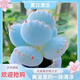 MPPMCK熊掌多肉植物熊童子【錦】網(wǎng)紅新款迷你小多肉陽(yáng)臺(tái)桌面小盆栽室內(nèi) 高品質(zhì)變色藍(lán)熊-5葉 后期純藍(lán) 不含盆