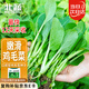 北蔬 雞毛菜種子種苗速生小青菜陽臺四季蔬菜種籽 全季雞毛菜種子30g