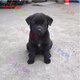 旺園興中華田園犬家養(yǎng)幼犬土狗混血狗黃狗黑小狗活體種狗崽混血 田園級(jí) 小黑狗（80%黑） 母-品相隨機(jī)不支持挑選